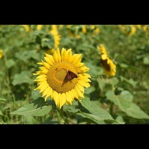 Meet your Posher, Diana